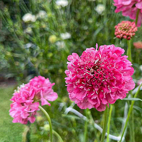 Purple-red Pincushion Flower Seeds, 200 Seeds