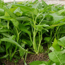 Three-Forked Water Spinach Seeds, 10g