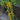 674 Golden Crown Tomato, 5 Seeds