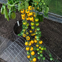 674 Golden Crown Tomato, 5 Seeds