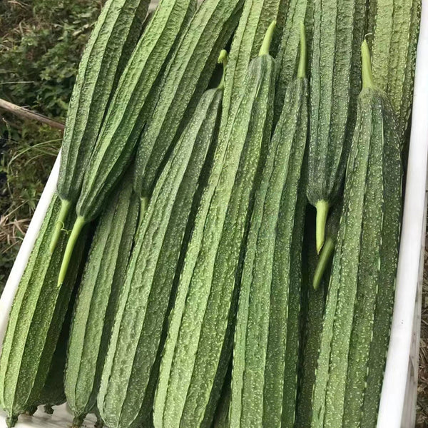 Meiling No.2 Luffa Seeds, 10g