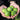 Brussels Sprouts Seeds, 50 Seeds