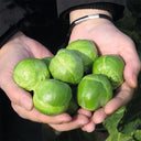 Brussels Sprouts Seeds, 50 Seeds