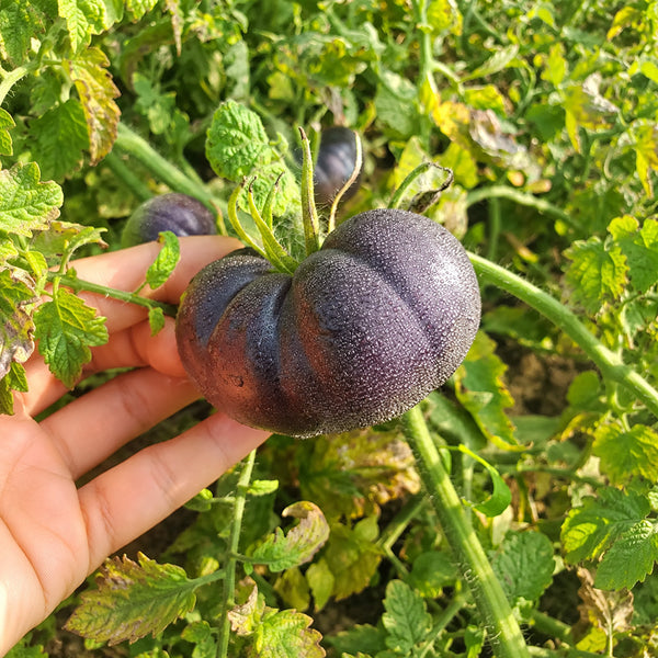 204 Amethyst Heart Tomato, 5 Seeds
