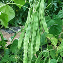 Huajun No.10 Snow Bean Seeds, 10g