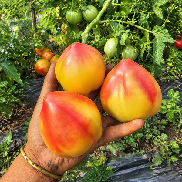 208 Dwarf Sunkissed Peach Tomato, 5 Seeds