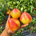 208 Dwarf Sunkissed Peach Tomato, 5 Seeds