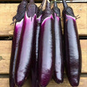 'Changza 216' Eggplant Seeds, 10g