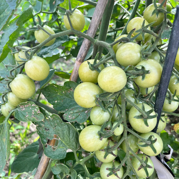 Yanbai No. 9 Cherry Tomato, 20 Seeds
