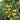 720 Dwarf 1999 Tomato, 5 Seeds