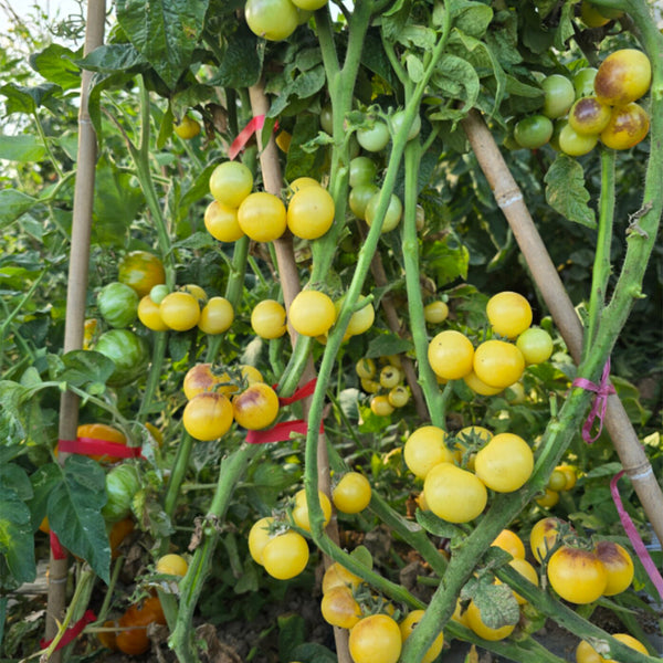 720 Dwarf 1999 Tomato, 5 Seeds