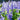 Blue Hyssop Herb, 10 Seeds