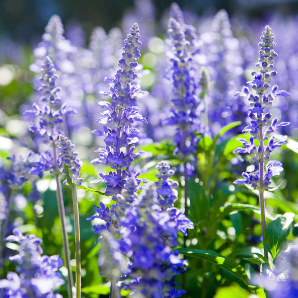 Blue Hyssop Herb, 10 Seeds