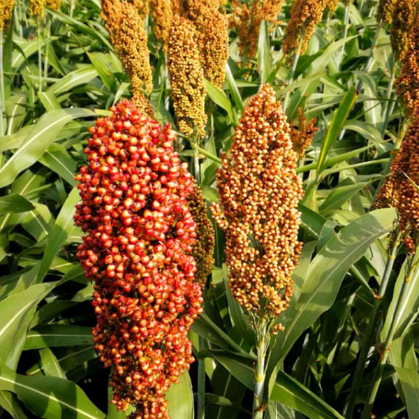 Disease-resistant No.4 Red Sorghum Hybrid Seeds, 500g