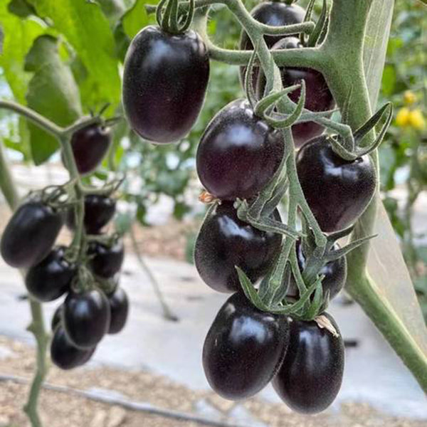 Black Jade Cherry Tomato, 100 Seeds