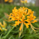 Golden Spider Lily, 3 Bulbs