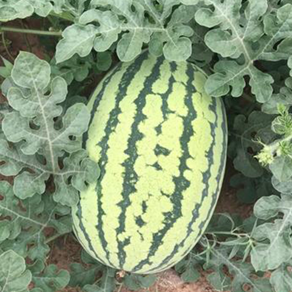 'Lanzhou P2' Sweet Watermelon Seeds