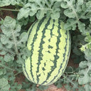 'Lanzhou P2' Sweet Watermelon Seeds