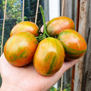 232 Brussel Tomato Festival Tomato, 5 Seeds