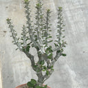 Alluaudia montagnacii, 8-10cm