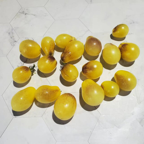 568 Indigo Kumquat F1 Tomato, 5 Seeds