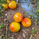 543 Minea's Heart Tomato, 5 Seeds