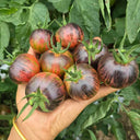 1043 Far Sky Cherry Tomato, 5 Seeds