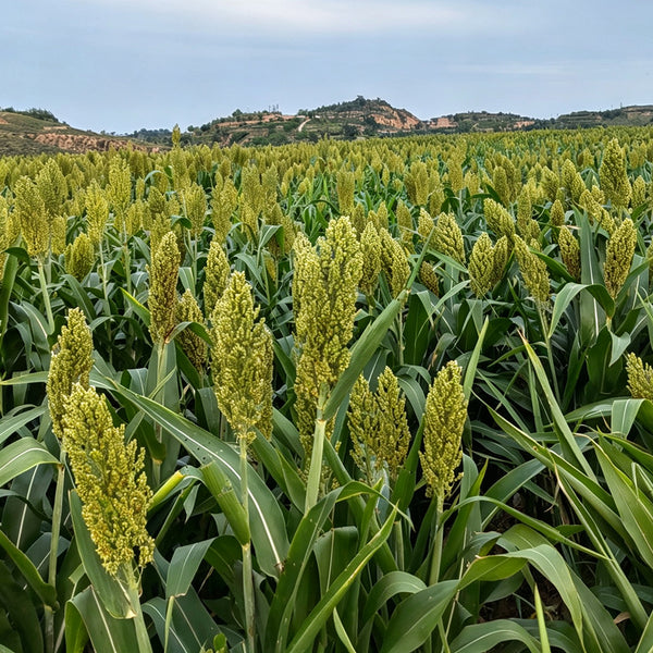 'Bainuo No.1' White Waxy Sorghum Seeds, 40g