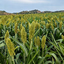 'Bainuo No.1' White Waxy Sorghum Seeds, 40g
