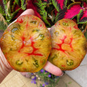 661 Happiness F6 Tomato, 5 Seeds