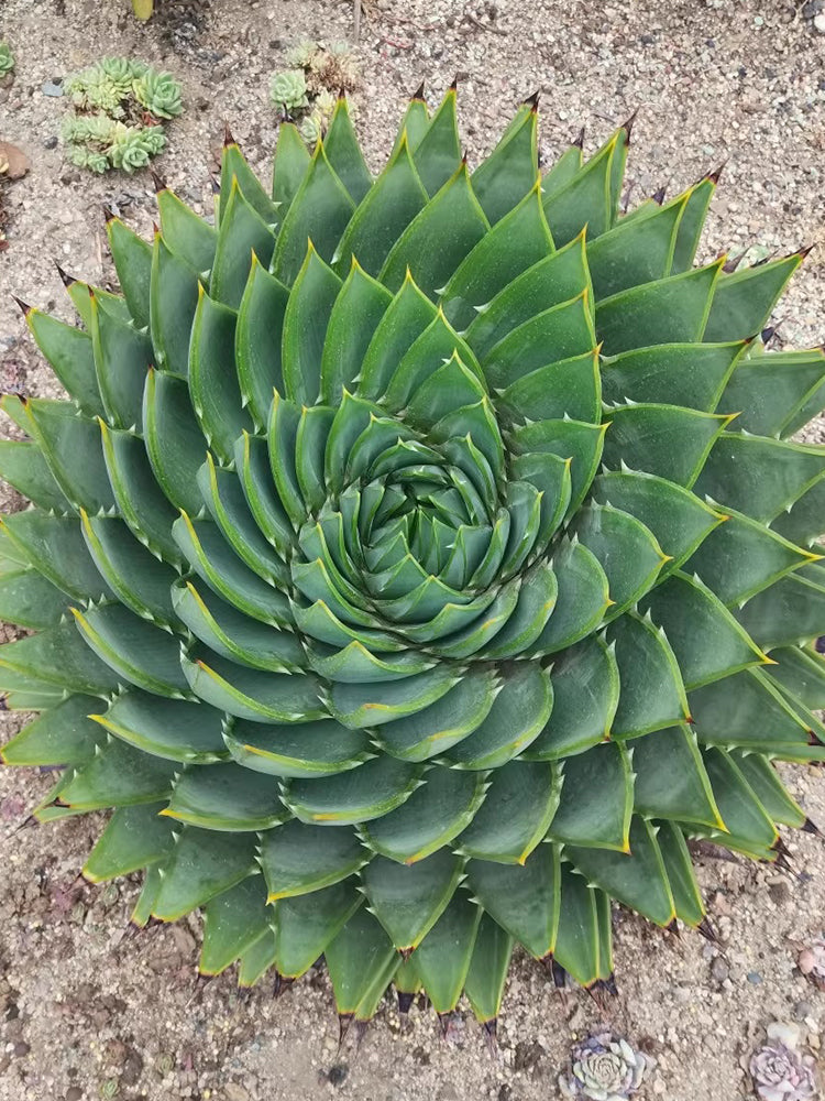 Aloe Polyphylla