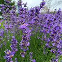 Hezhichun Lavender Seeds, 1g