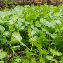 Yunxiang 369 Coriander Seeds, 50g