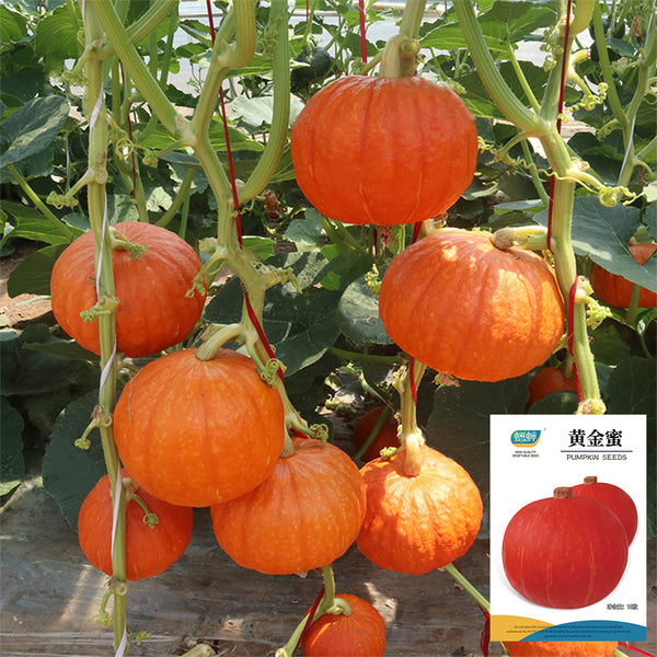 Golden Honey Pumpkin Seeds, 10 Seeds