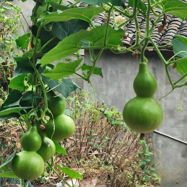 Jade Green Gourd, 10 Seeds