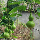Jade Green Gourd, 10 Seeds