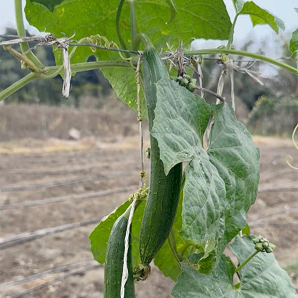 Thai Green Thumb Luffa, 3 Seeds