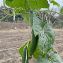 Thai Green Thumb Luffa, 3 Seeds
