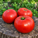 104 Dwarf Waratah Tomato, 5 Seeds
