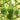 Crane Head Gourd, 15 Seeds