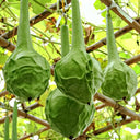 Crane Head Gourd, 15 Seeds