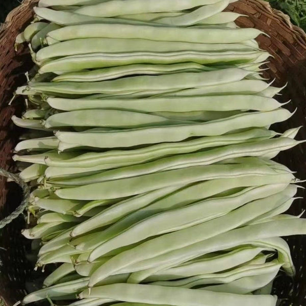 Bai Fumei Pole Bean Seeds, 200g
