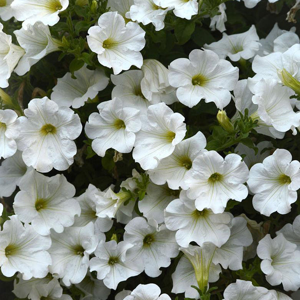 White Hybrid Petunia, 100 Seeds