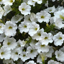 White Hybrid Petunia, 100 Seeds