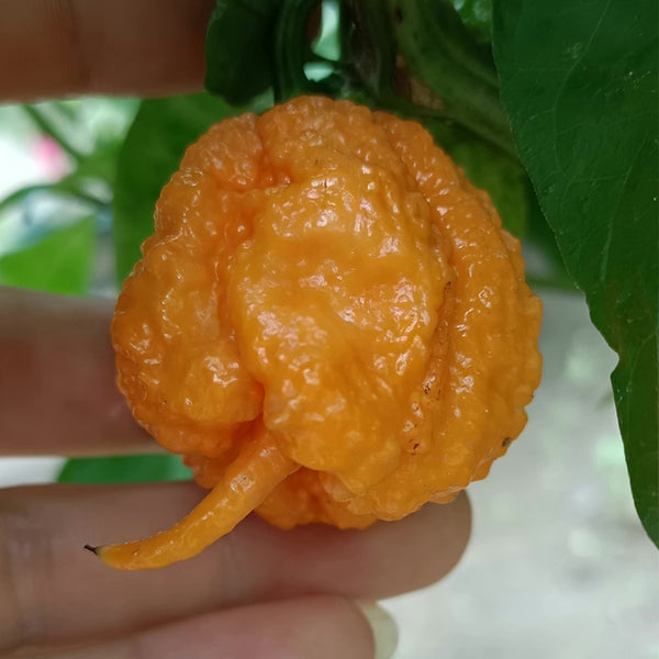 U2224 Orange-Yellow Carolina Reaper, 5 Seeds