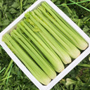 Crispy Jade Celery Seeds, 10g