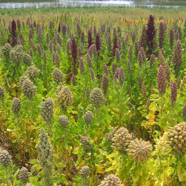 Tri-Color Quinoa Seeds, 30 Grams ≈ 11000 Seeds