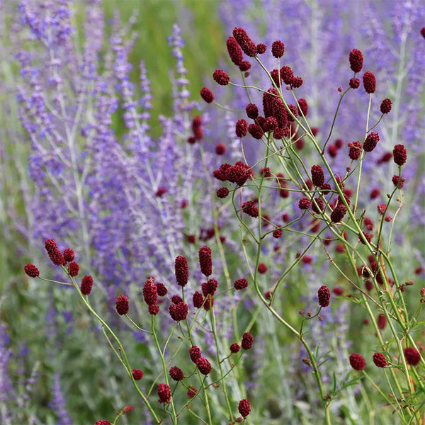 Great Burnet, 50 Seeds