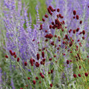 Great Burnet, 50 Seeds