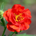 Crimson Ocean Avens Seeds, 200 Seeds